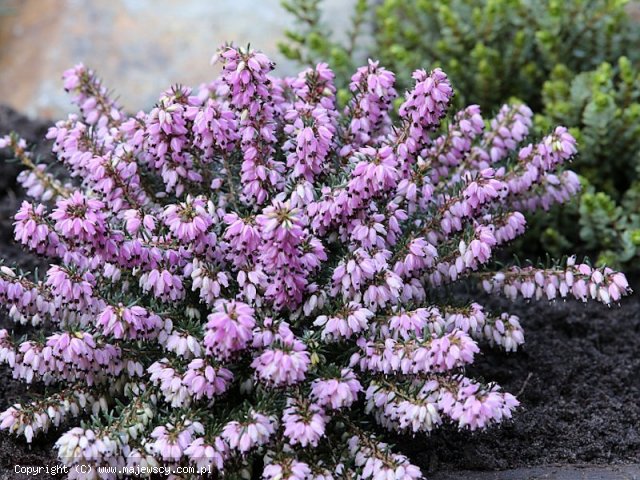 Erica carnea 'Columbia'  - эрика румяная odm. 'Columbia' 