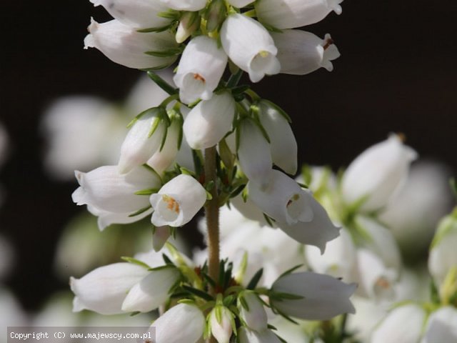 Erica cinerea 'Alba Major'  -  odm. 'Alba Major' 
