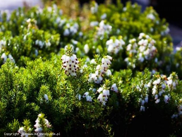 Erica carnea 'Schneekuppe'  - spring heath odm. 'Schneekuppe' 