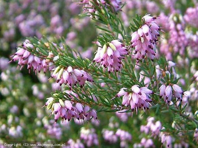 Erica darleyensis 'Ghost Hills'  - эрика дарлейская odm. 'Ghost Hills' 