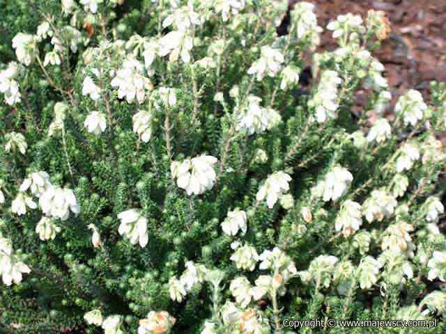 Erica tetralix 'Alba'  - wrzosiec bagienny odm. 'Alba' 