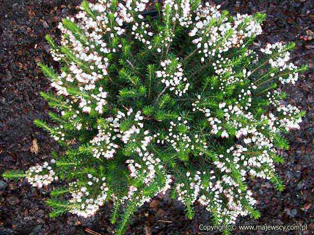 Erica vagans 'Alba'  - wrzosiec rozpierzchły odm. 'Alba' 