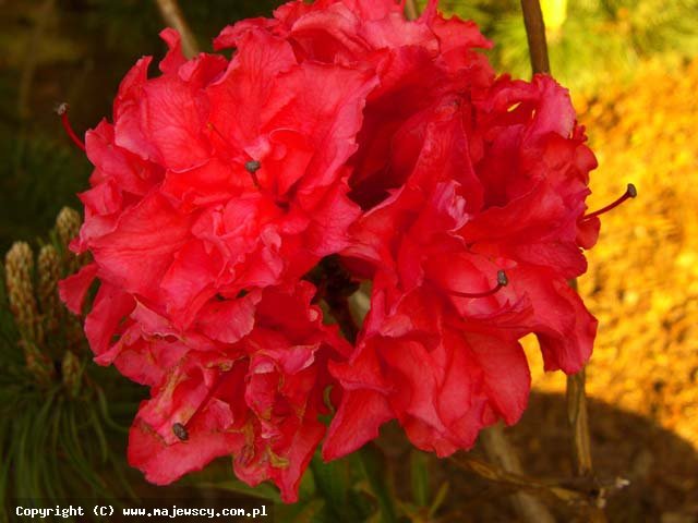 Rhododendron Knap Hill 'Fabiola'  - крупноцветущая азалия odm. 'Fabiola' 