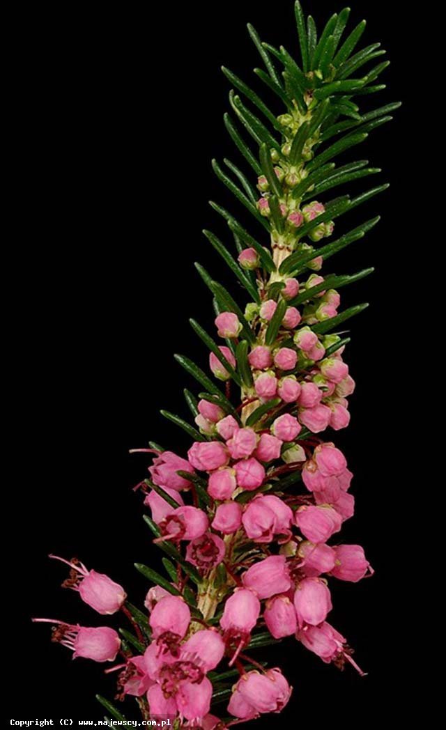 Erica vagans 'Fiddlestone'  - wrzosiec rozpierzchły odm. 'Fiddlestone' 