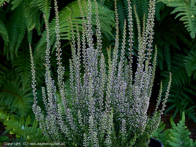 Calluna vulgaris 'Fiona' &reg -  odm. 'Fiona' &reg