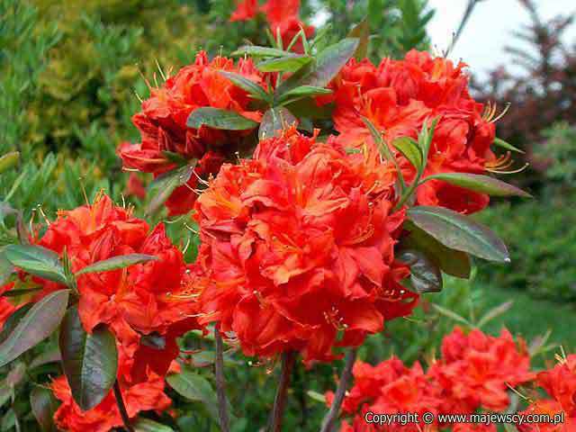 Rhododendron (Knaphill-Exbury) 'Fireball'  - large-flowered azaleas odm. 'Fireball' 