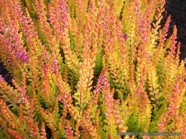 Calluna vulgaris 'Firefly'  - wrzos pospolity odm. 'Firefly' 