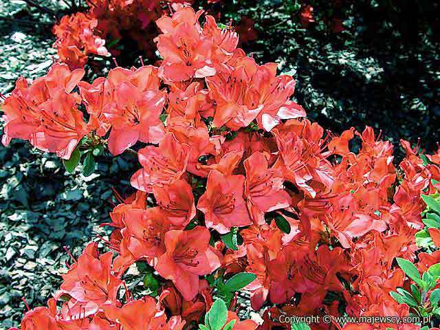 Rhododendron obtusum 'Fridoline'  - японская азалия odm. 'Fridoline' 