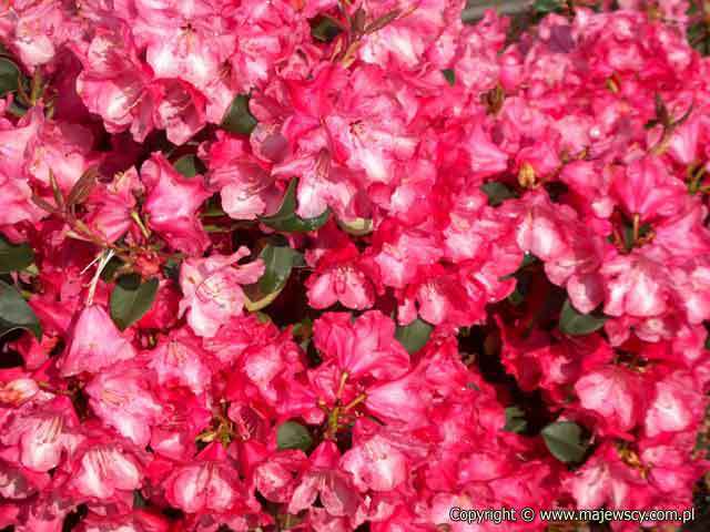 Rhododendron williamsianum 'Gartendirektor Glocker'  - różanecznik williamsa odm. 'Gartendirektor Glocker' 