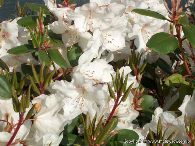 Rhododendron williamsianum 'Gartendirektor Rieger'  - rhododendron williamsianum odm. 'Gartendirektor Rieger' 