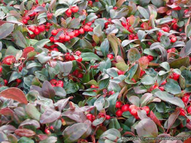 Gaultheria procumbens 'gaultheria procumbens'  - golteria rozesłana odm. 'gaultheria procumbens' 