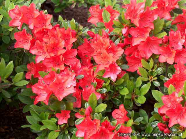 Rhododendron obtusum 'Geisha Orange (Satchiko)'  - japanese azalea odm. 'Geisha Orange (Satchiko)' 
