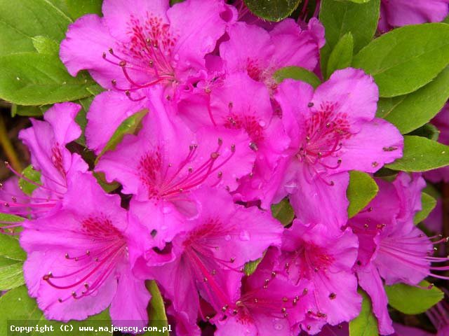Rhododendron obtusum 'Geisha Lilac (Hanako)'  - японская азалия odm. 'Geisha Lilac (Hanako)' 