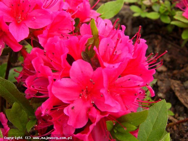 Rhododendron obtusum 'Geisha Red (Kazuko)'  - японская азалия odm. 'Geisha Red (Kazuko)' 