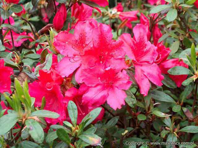 Rhododendron obtusum 'George Arends'  - японская азалия odm. 'George Arends' 