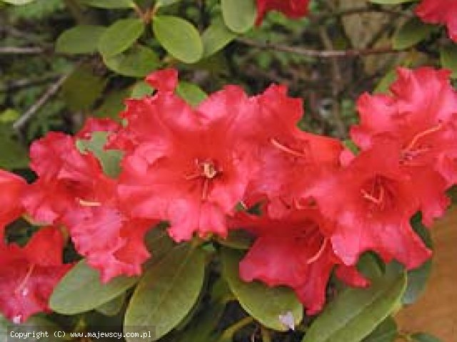 Rhododendron forrestii 'Gertrud Schalle'  - różanecznik forresta odm. 'Gertrud Schalle' 