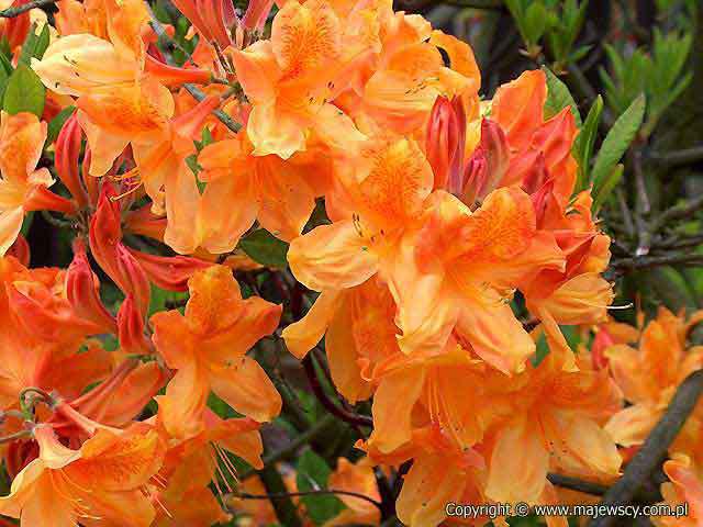 Rhododendron (Knaphill-Exbury) 'Glowing Embers'  - azalia wielkokwiatowa odm. 'Glowing Embers' 