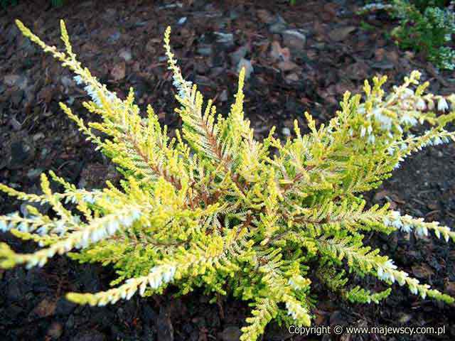 Calluna vulgaris 'Gold Haze'  - wrzos pospolity odm. 'Gold Haze' 