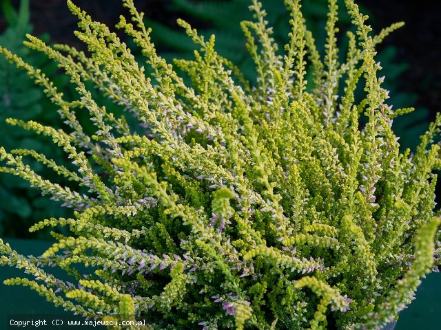 Calluna vulgaris 'Golden Angie' ® -  odm. 'Golden Angie' ®