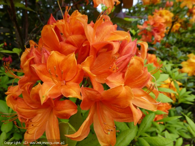 Rhododendron mollis 'Golden Eagle'  - azalia wielkokwiatowa odm. 'Golden Eagle' 