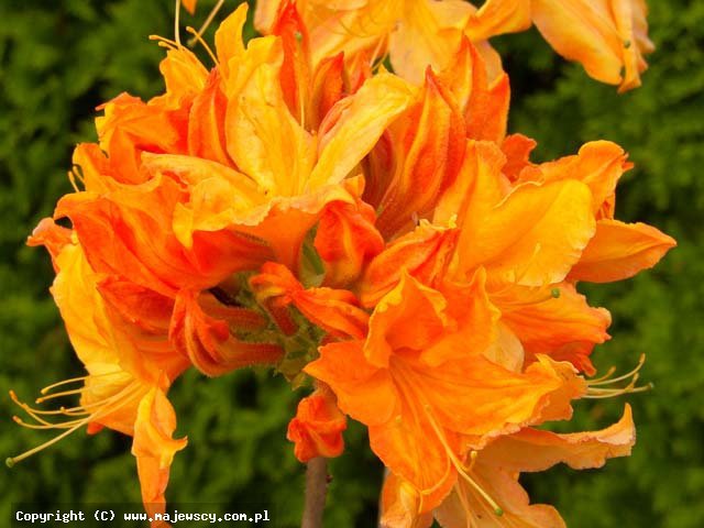 Rhododendron prinophyllum 'Golden Lights'  - azalia wielkokwiatowa odm. 'Golden Lights' 