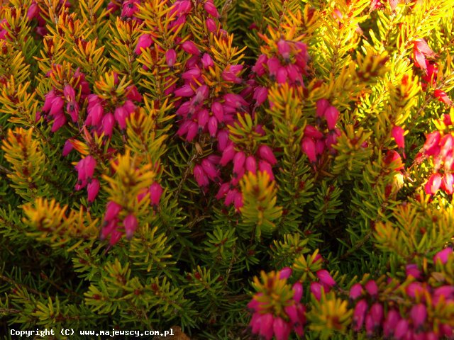 Erica carnea 'Golden Nathalie'  - wrzosiec odm. 'Golden Nathalie' 