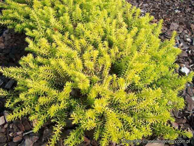 Erica carnea 'Golden Starlet'  - wrzosiec krwisty odm. 'Golden Starlet' 