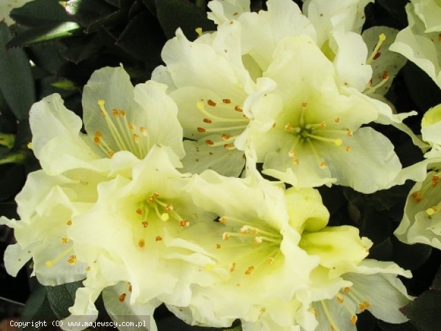 Rhododendron Keiskei 'Golden Wonder'  - różanecznik odm. 'Golden Wonder' 