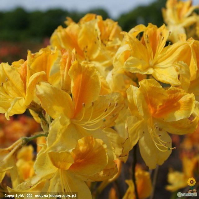 Rhododendron Knap Hill 'Goldtopas'  - azalia wielkokwiatowa odm. 'Goldtopas' 