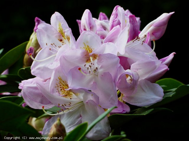 Rhododendron catawbiense 'Gomer Waterer'  - różanecznik katawbijski odm. 'Gomer Waterer' 