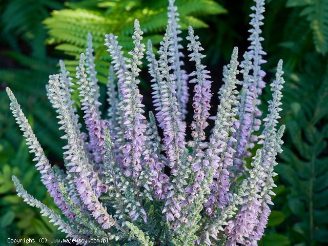 Calluna vulgaris 'Grizabella'  - вереск обыкновенный odm. 'Grizabella' 