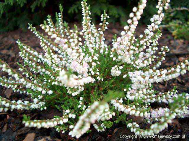 Calluna vulgaris 'H.E.Bealle'  - вереск обыкновенный odm. 'H.E.Bealle' 