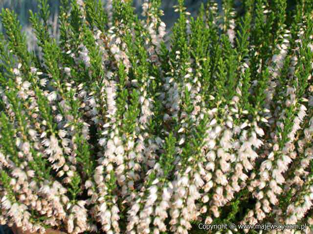 Calluna vulgaris 'Hammondii'  - wrzos pospolity odm. 'Hammondii' 