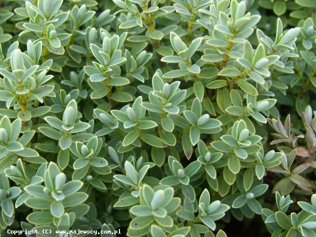 Hebe carnosula 'carnosula'  - hebe mięsiste odm. 'carnosula' 