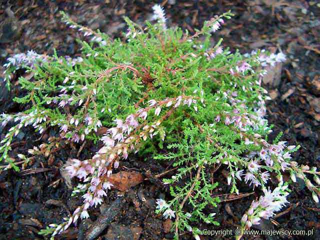 Calluna vulgaris 'Heidezwerg'  - wrzos pospolity odm. 'Heidezwerg' 