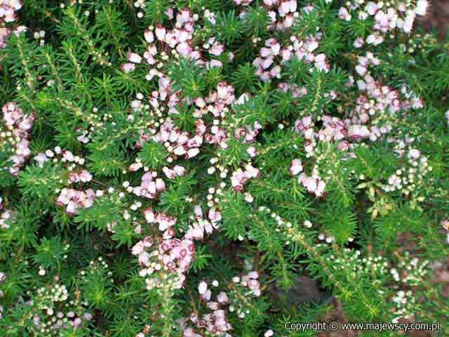 Erica vagans 'Holden Pink'  - wrzosiec rozpierzchły odm. 'Holden Pink' 