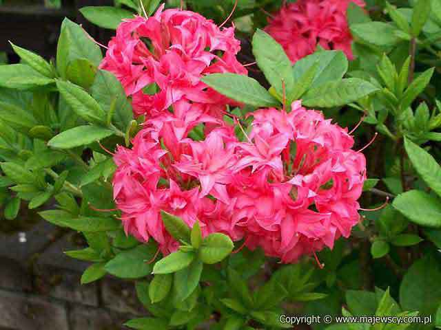 Rhododendron (Knaphill) 'Homebush'  - крупноцветущая азалия odm. 'Homebush' 