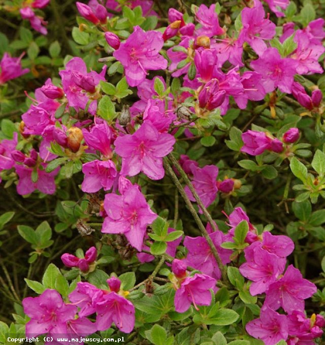 Rhododendron obtusum 'Amoena'  - azalia japońska odm. 'Amoena' 