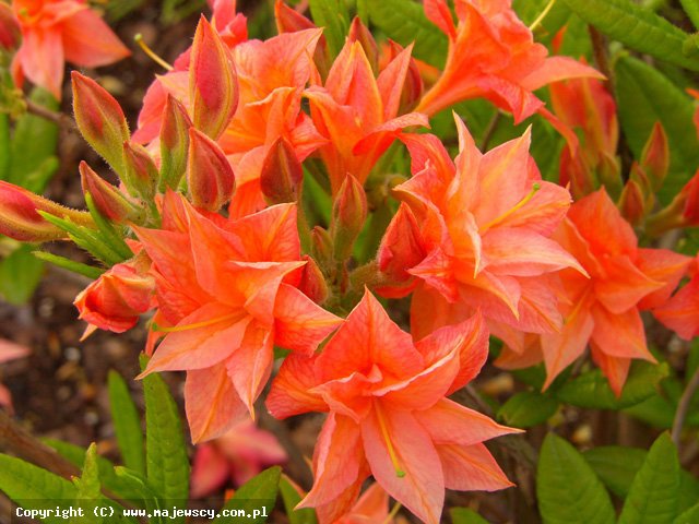 Rhododendron 'll Tasso'  -  odm. 'll Tasso' 