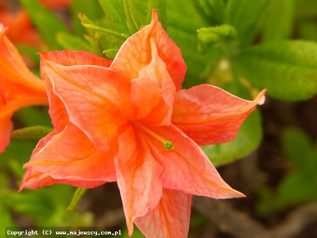 Rhododendron 'll Tasso'  - azalia wielkokwiatowa odm. 'll Tasso' 