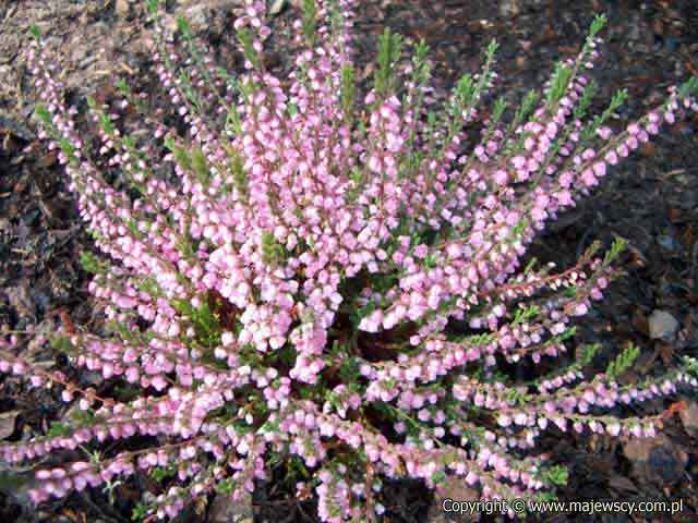 Calluna vulgaris 'J.H.Hamilton'  - wrzos pospolity odm. 'J.H.Hamilton' 