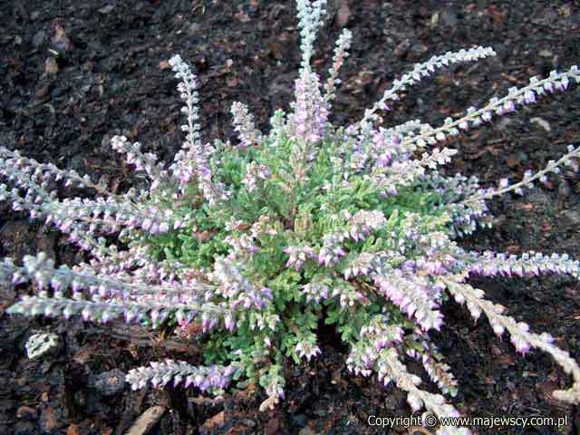 Calluna vulgaris 'Jan Dekker'  - wrzos pospolity odm. 'Jan Dekker' 