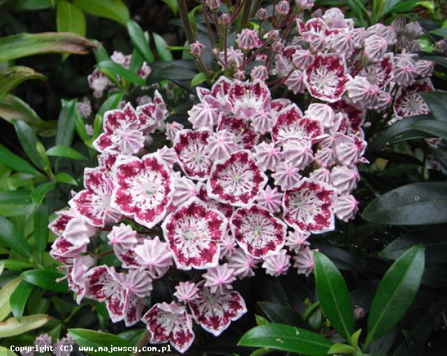 Kalmia latifolia  'Minuet'  - kalmia szerokolistna  odm. 'Minuet' 
