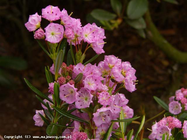 Kalmia polifolia 'Kalmia polifolia'  - kalmia wielolistna odm. 'Kalmia polifolia' 
