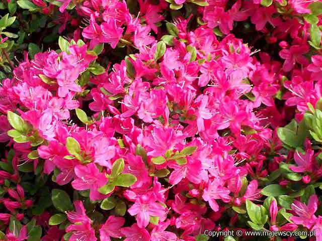 Rhododendron obtusum 'Kermesina'  - японская азалия odm. 'Kermesina' 