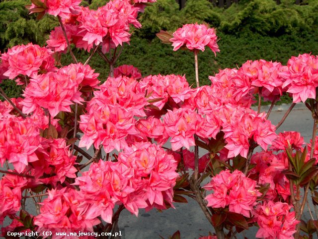 Rhododendron (Knap Hill) 'Kilian'  -  odm. 'Kilian' 