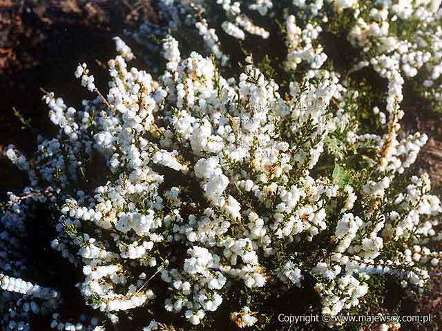 Calluna vulgaris 'Kinlochruel'  - wrzos pospolity odm. 'Kinlochruel' 