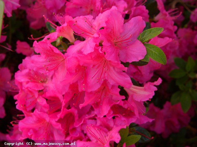 Rhododendron obtusum 'Kirstin'  -  odm. 'Kirstin' 