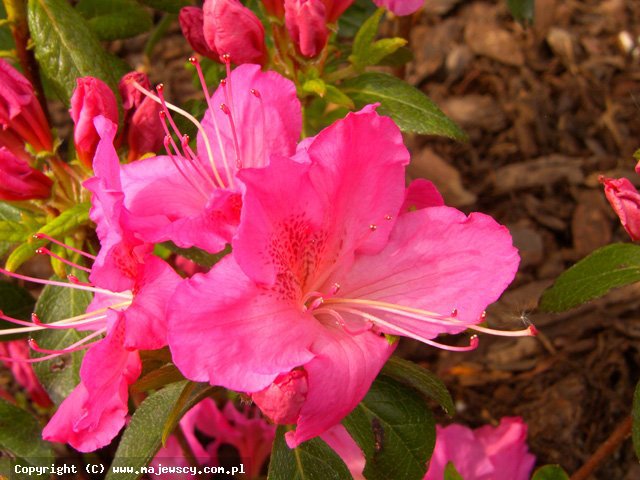 Rhododendron obtusum 'Kirstin'  -  odm. 'Kirstin' 