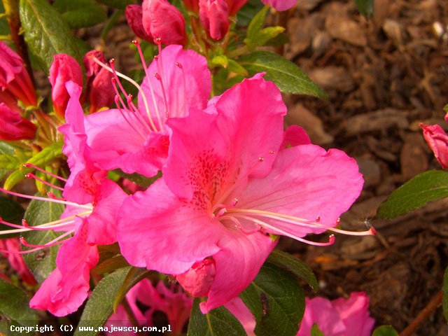 Rhododendron obtusum 'Kirstin'  - azalia japońska odm. 'Kirstin' 